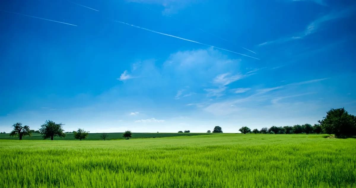 Open green rural field with scattered trees under a blue sky