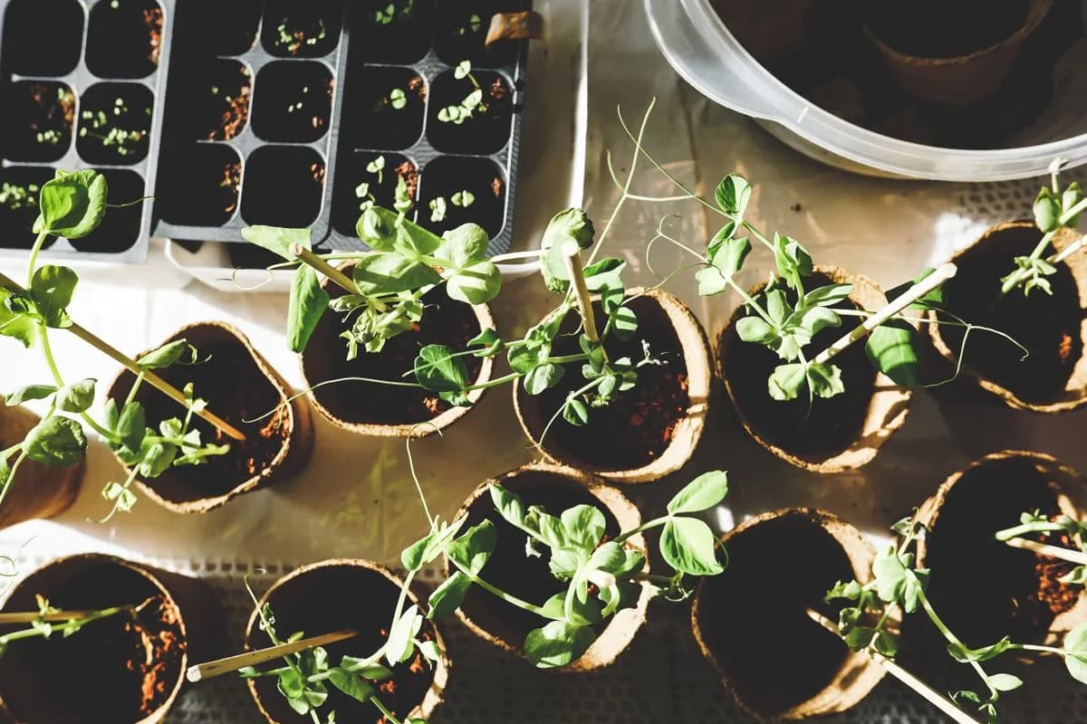 Young green seedlings started in biodegradable pots