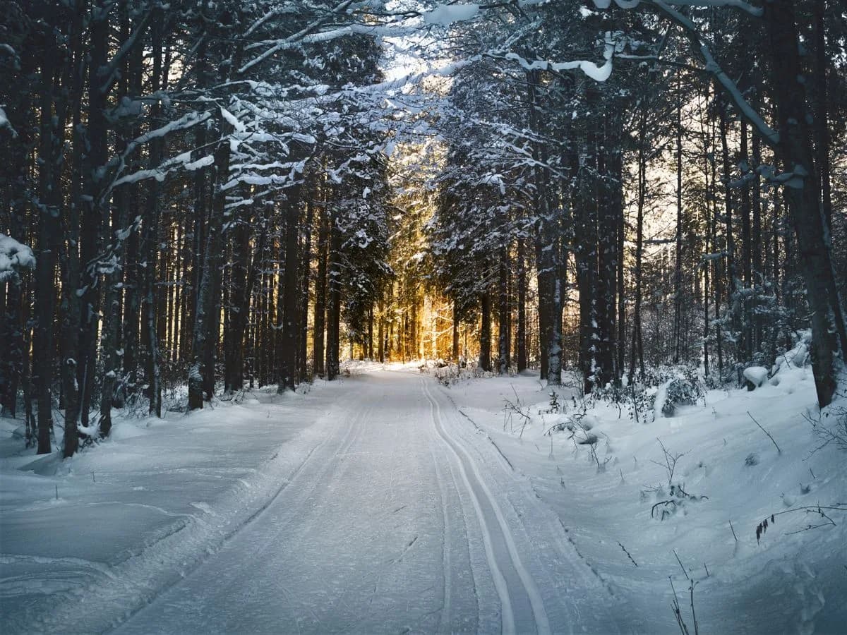 Snow-covered road through evergreen trees at sunrise