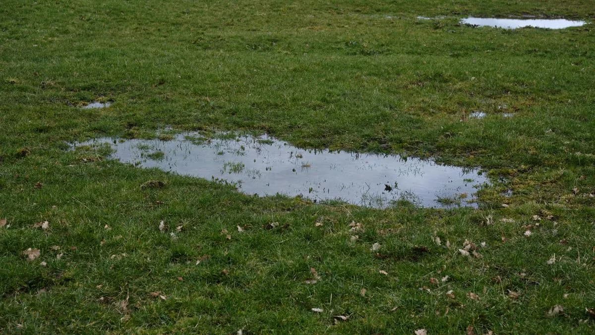Standing water pooling in patches across a green lawn